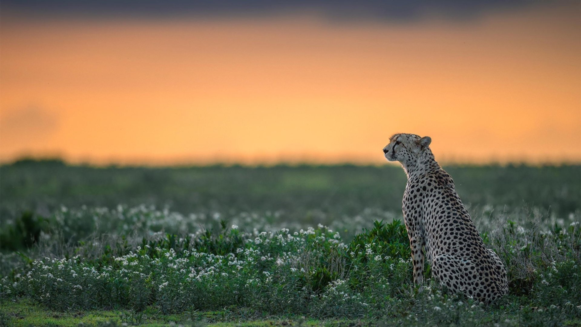 -USM Alger 半决赛大胜 NA Hussein Dey 确保决赛席位，ncaa半决赛2021