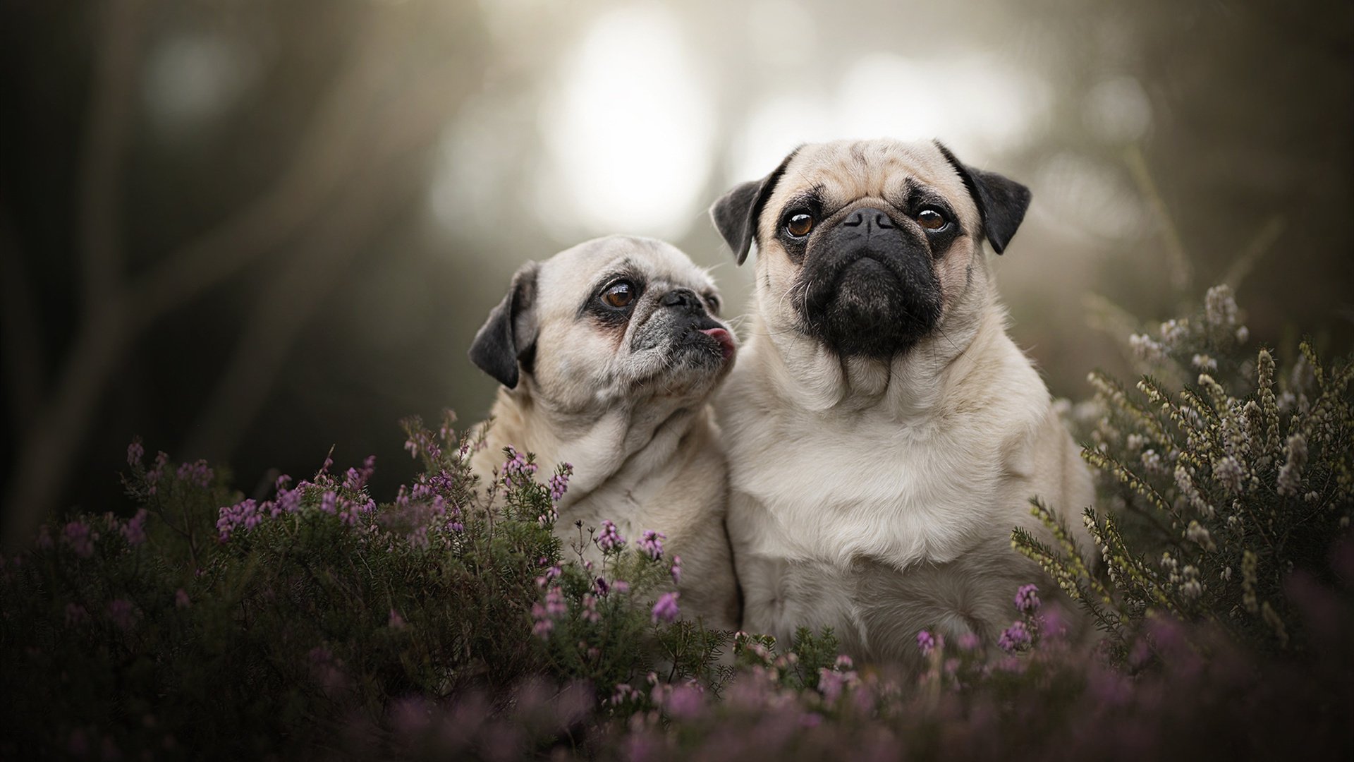 8年磨一剑，登贝莱大器晚成？，登贝莱简介