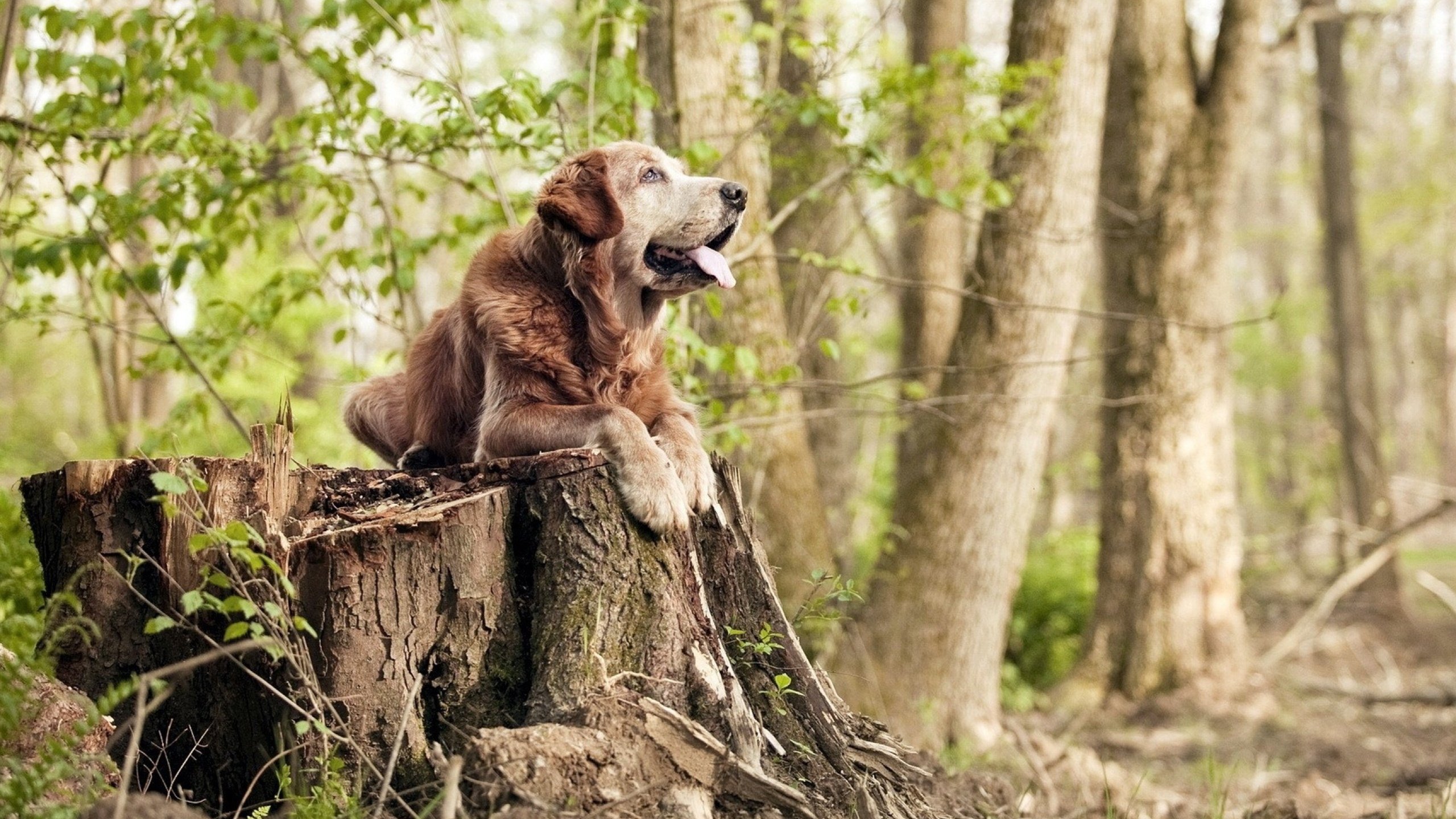 九游网页版官网-博卡边路突破有限，缺乏战术纵深，博卡坦百度百科